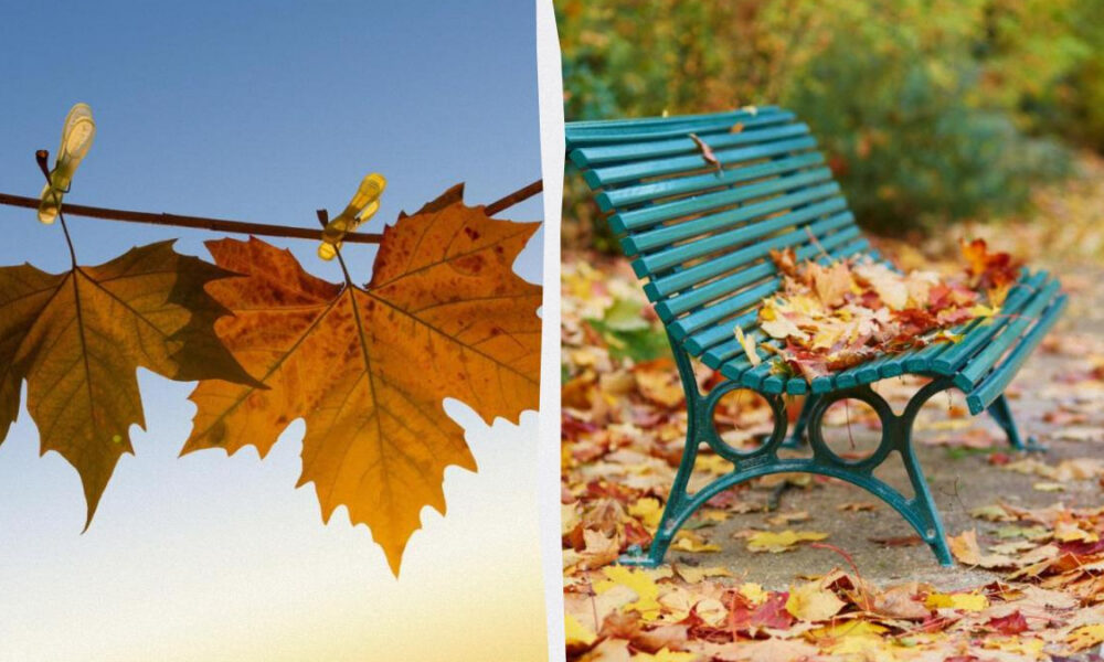 Autumn scene split: orange maple leaves on a clothesline with clothespins on the left, and a teal park bench blanketed with fallen leaves on the right.
