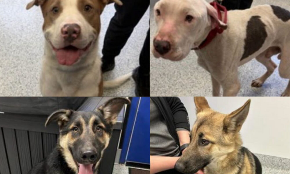 Collage of four dogs: top-left a brown-and-white pit bull mix smiling, top-right a white dog with brown patches wearing a red collar, bottom-left a black-and-tan mix with tongue out, bottom-right a German Shepherd mix being petted.