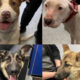 Collage of four dogs: top-left a brown-and-white pit bull mix smiling, top-right a white dog with brown patches wearing a red collar, bottom-left a black-and-tan mix with tongue out, bottom-right a German Shepherd mix being petted.