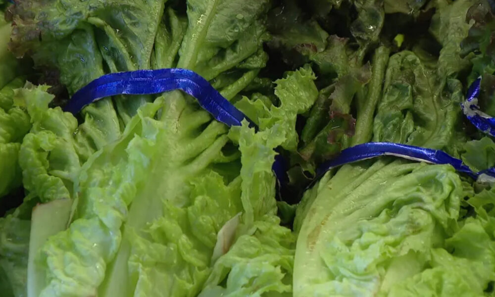 Fresh green lettuce heads tied with blue plastic ribbons, close-up view in a produce display or bagged greens setting.
