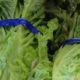 Fresh green lettuce heads tied with blue plastic ribbons, close-up view in a produce display or bagged greens setting.