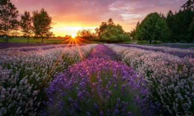 Sunset over a vast lavender field with neat rows of purple flowers and trees on the horizon, warm orange sky.