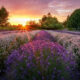 Sunset over a vast lavender field with neat rows of purple flowers and trees on the horizon, warm orange sky.