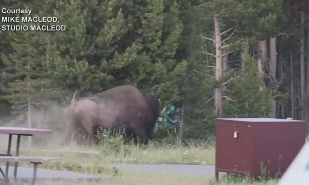 A large bison in a grassy park area with a person in a green shirt nearby as dust rises from the ground behind them.