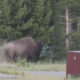 A large bison in a grassy park area with a person in a green shirt nearby as dust rises from the ground behind them.