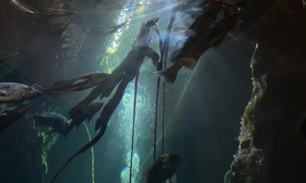 Underwater scene with several fish swimming among hanging ropes and rocky walls, light filtering from above.