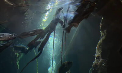 Underwater scene with several fish swimming among hanging ropes and rocky walls, light filtering from above.