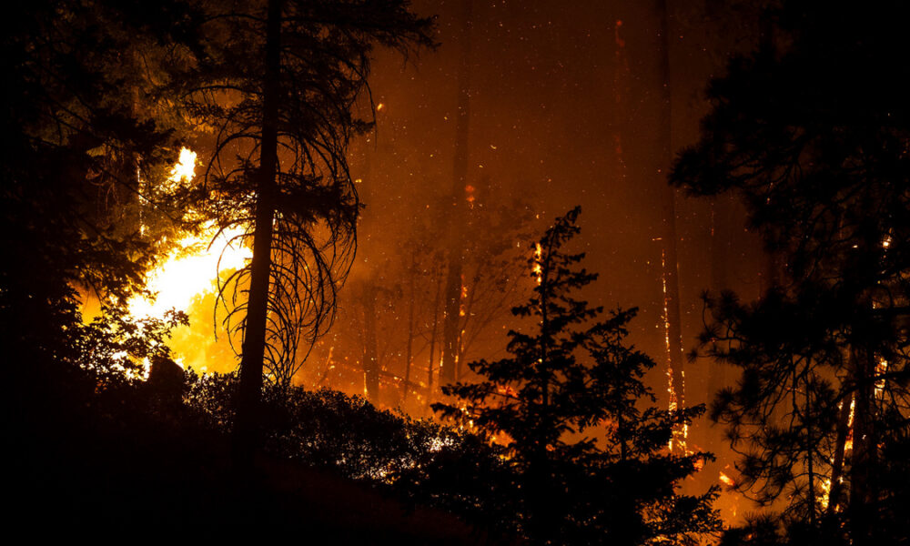 Forest fire at night with tall trees silhouetted against orange flames and smoke