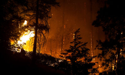 Forest fire at night with tall trees silhouetted against orange flames and smoke