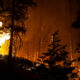 Forest fire at night with tall trees silhouetted against orange flames and smoke