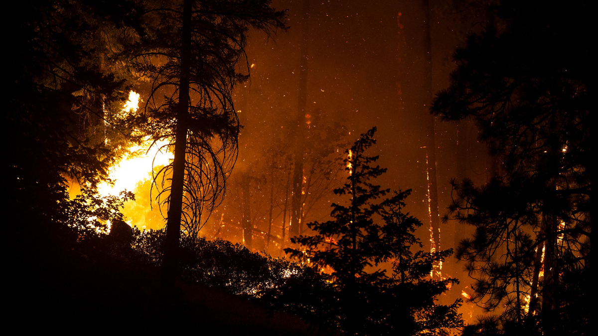 Forest fire at night with tall trees silhouetted against orange flames and smoke