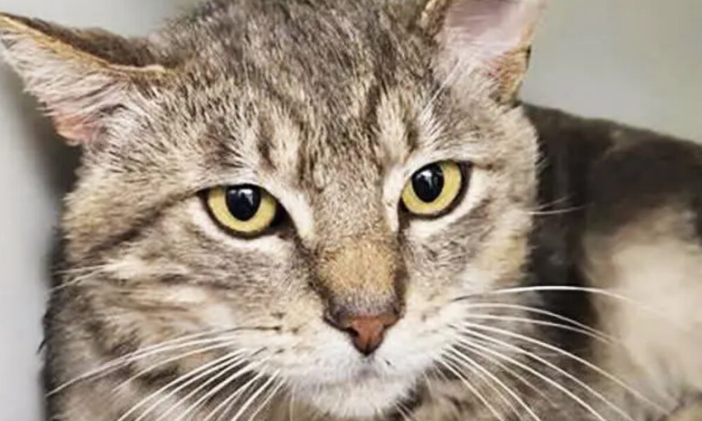Close-up of a gray tabby cat with yellow eyes looking at the camera, whiskers splayed.