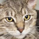 Close-up of a gray tabby cat with yellow eyes looking at the camera, whiskers splayed.