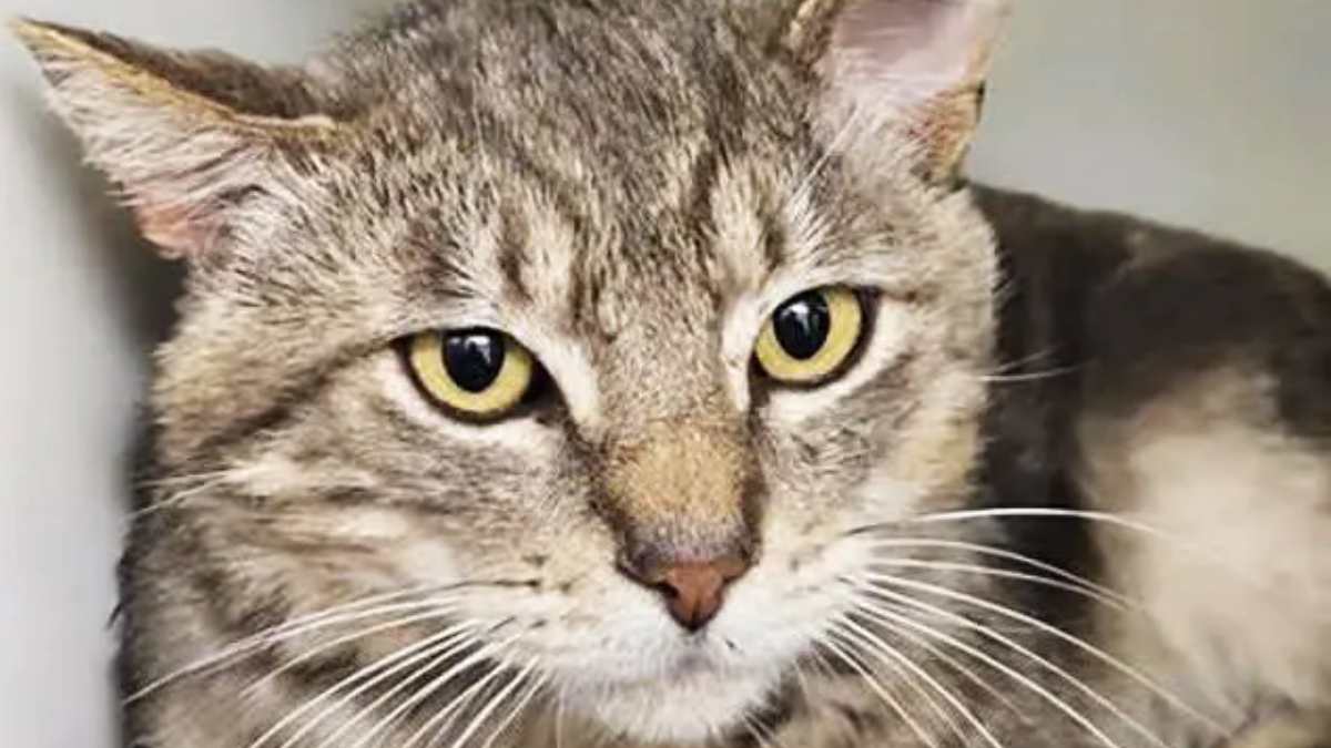 Close-up of a gray tabby cat with yellow eyes looking at the camera, whiskers splayed.