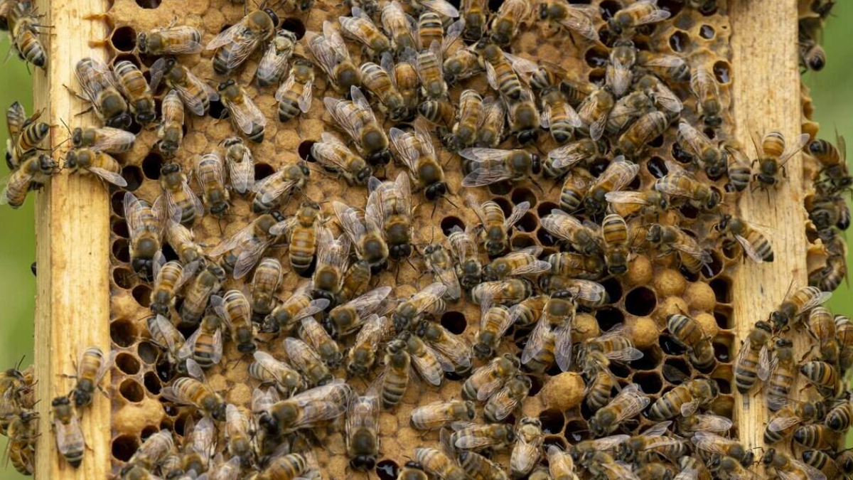 Close-up of a beehive frame covered with hundreds of honey bees on the wax comb.