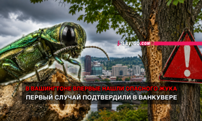 свежие новости сиетла только на slavigo.com