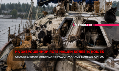 читай свежие новости Сиэтла и пригорода на slavigo.com