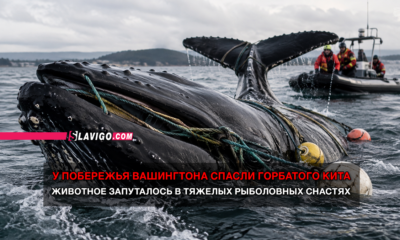 читай свежие новости Сиэтла и пригорода на slavigo.com