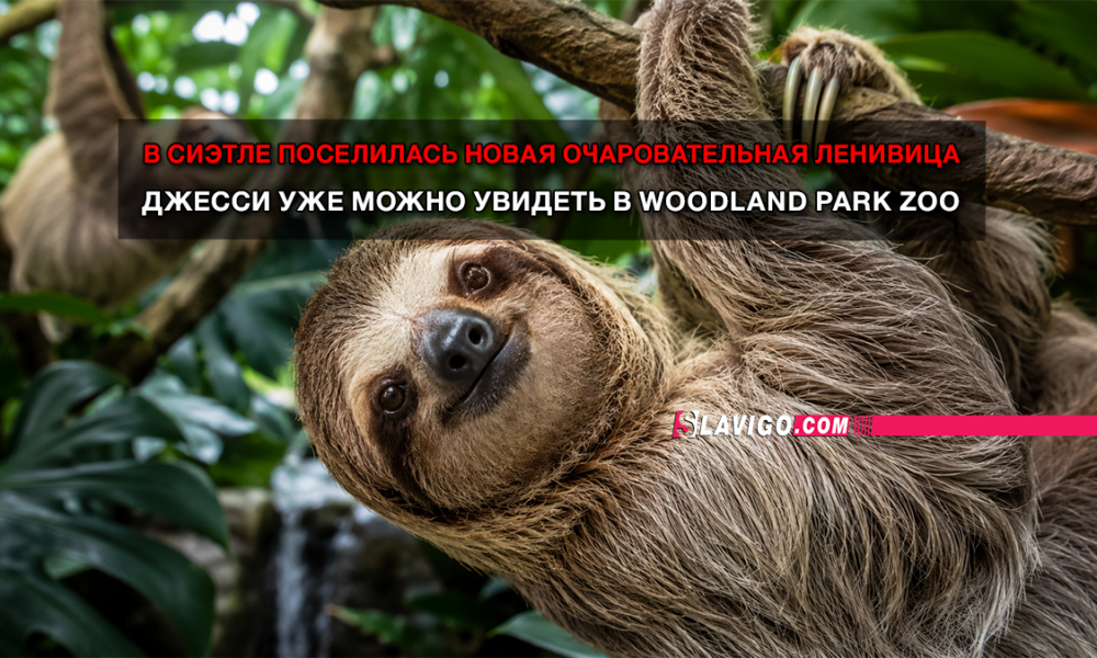 новости штата Вашингтон на slavigo.com