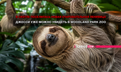 новости штата Вашингтон на slavigo.com