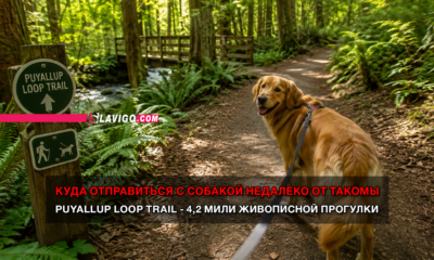 новости штата Вашингтон на slavigo.com