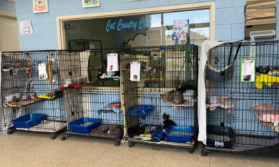 Caged cats at a shelter labeled 'Cat Country Club' with bedding, toys, and blue bins on wheels in front of a blue wall window.