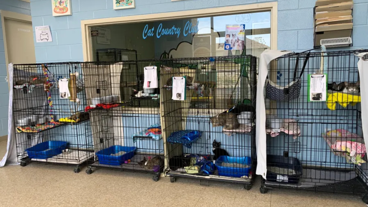 Caged cats at a shelter labeled 'Cat Country Club' with bedding, toys, and blue bins on wheels in front of a blue wall window.