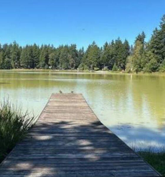 Wooden dock extends into a calm lake with a forested shore and clear blue sky above.
