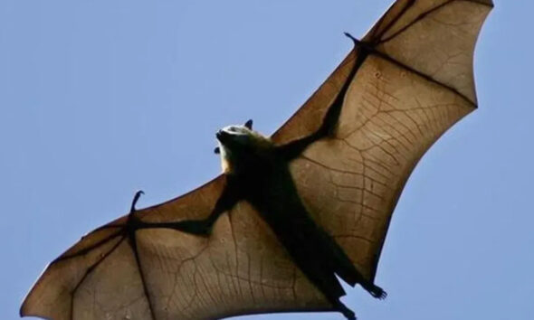 Bat in flight overhead with wings fully spread against a clear blue sky.