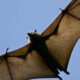Bat in flight overhead with wings fully spread against a clear blue sky.