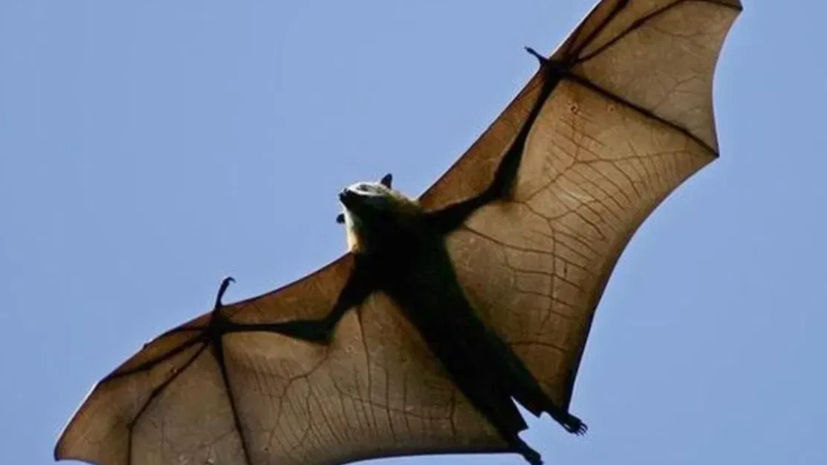 Bat in flight overhead with wings fully spread against a clear blue sky.