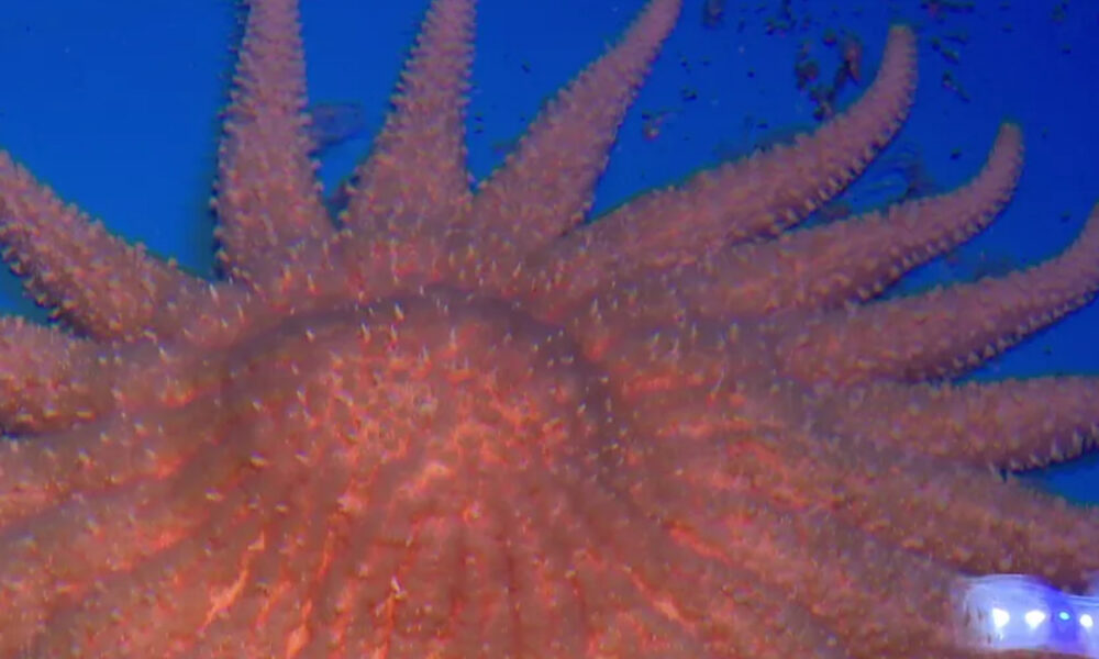 Close-up of an orange starfish with many arms on a blue ocean backdrop, showing its spiny texture and radial symmetry.