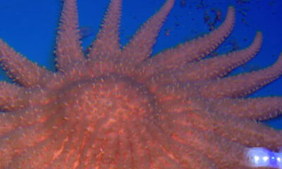 Close-up of an orange starfish with many arms on a blue ocean backdrop, showing its spiny texture and radial symmetry.