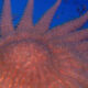 Close-up of an orange starfish with many arms on a blue ocean backdrop, showing its spiny texture and radial symmetry.