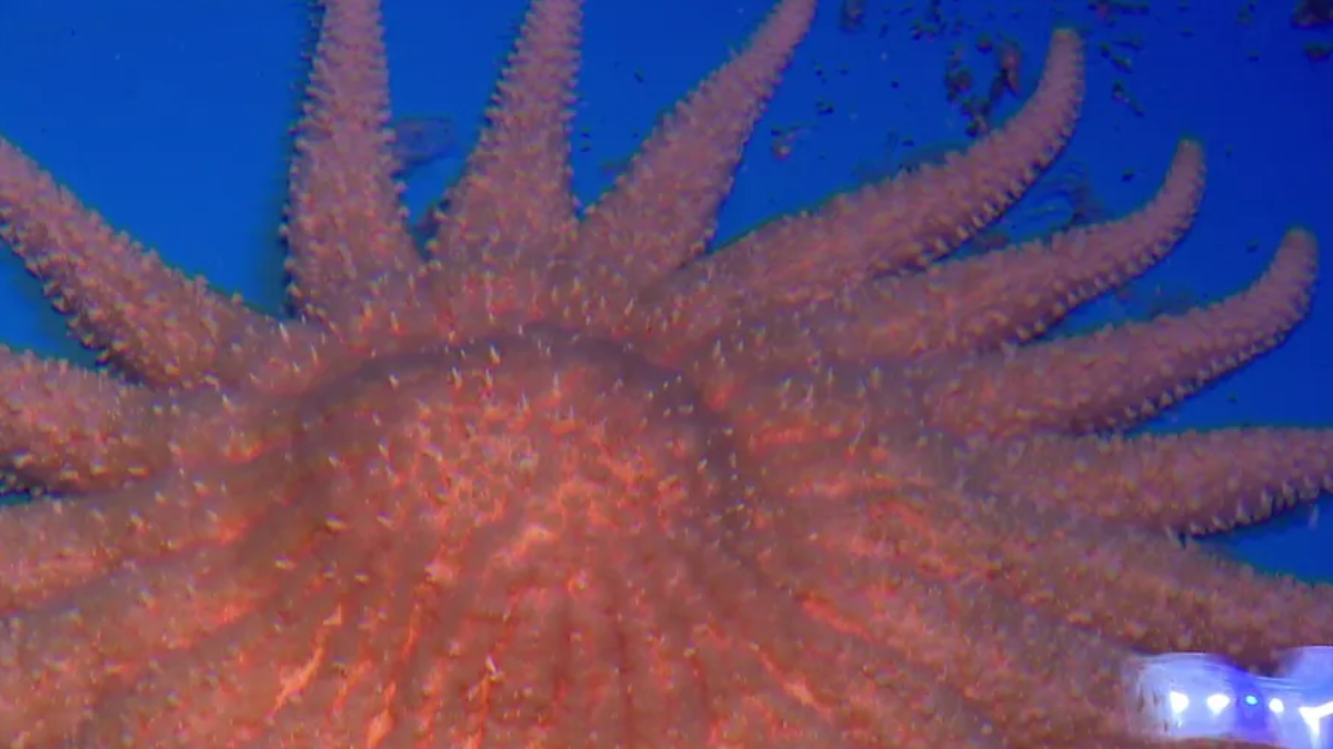 Close-up of an orange starfish with many arms on a blue ocean backdrop, showing its spiny texture and radial symmetry.