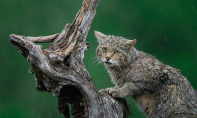Wet wildcat clinging to a twisted log in the rain, with a green blurred background.