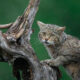 Wet wildcat clinging to a twisted log in the rain, with a green blurred background.