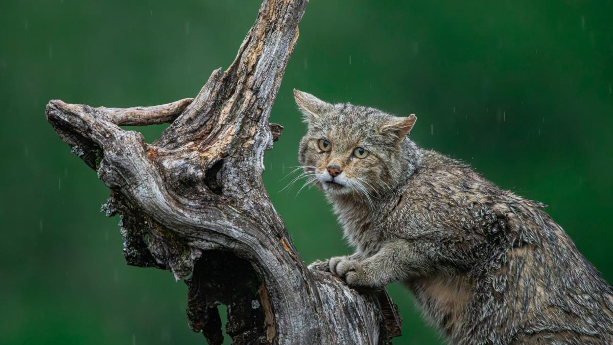 Wet wildcat clinging to a twisted log in the rain, with a green blurred background.
