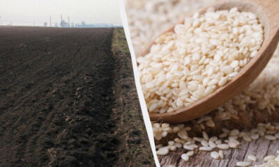 Split image: dark, tilled field on the left and a wooden scoop filled with white rice grains on the right.