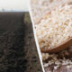 Split image: dark, tilled field on the left and a wooden scoop filled with white rice grains on the right.