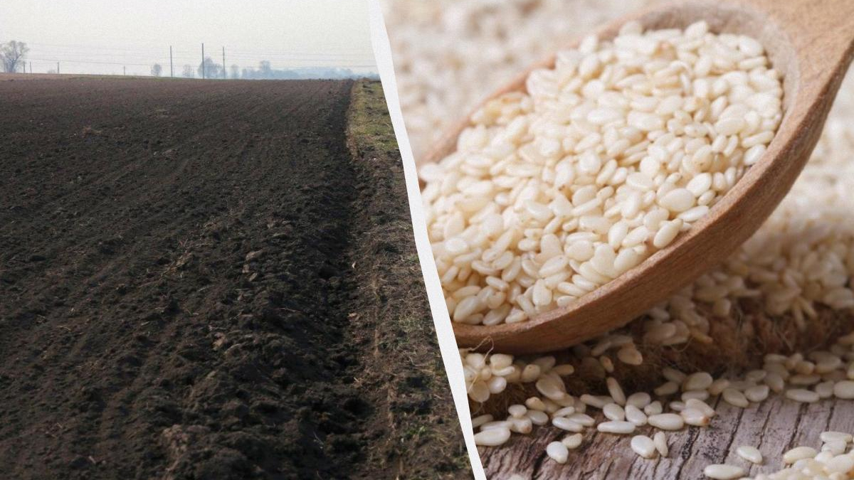 Split image: dark, tilled field on the left and a wooden scoop filled with white rice grains on the right.