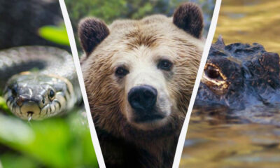 Triple-panel collage showing a snake left, a bear center, and an alligator in water right with white dividers between panels?