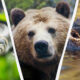 Triple-panel collage showing a snake left, a bear center, and an alligator in water right with white dividers between panels?