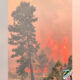 Wildfire burning among trees with orange flames and smoke, a county fire shield is in the lower right corner for context