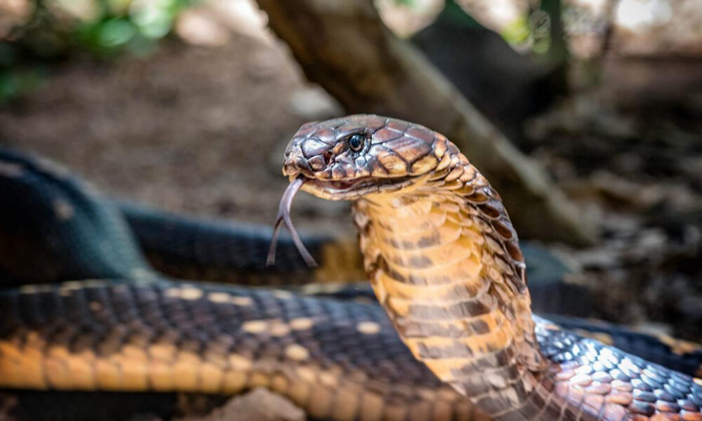 Close-up of a cobra with tongue flicking, showing brown-tan scales in a natural setting.
