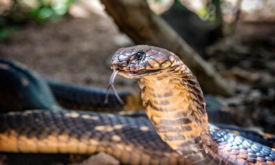 Close-up of a cobra with tongue flicking, showing brown-tan scales in a natural setting.