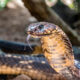 Close-up of a cobra with tongue flicking, showing brown-tan scales in a natural setting.