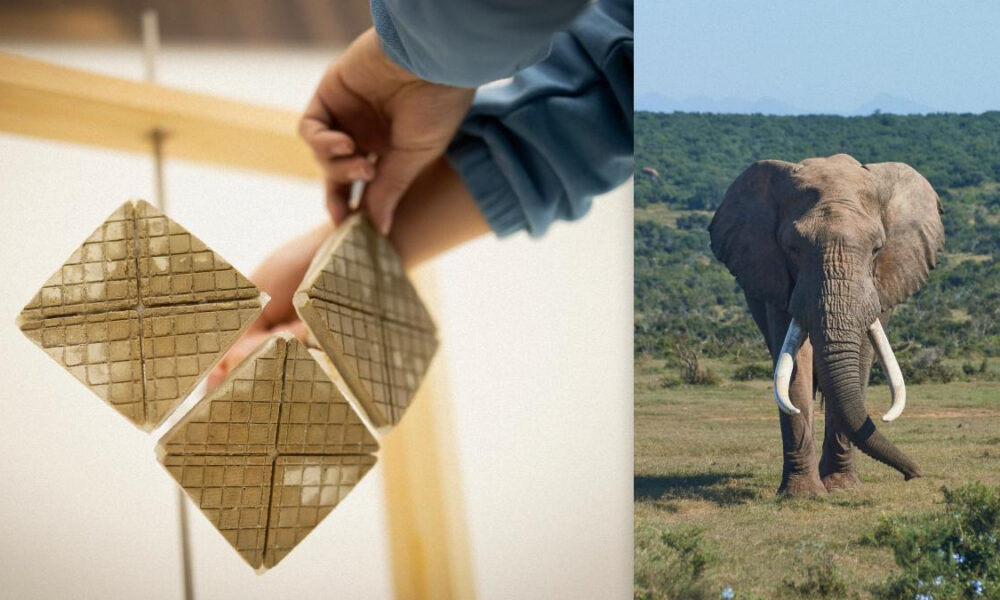 Two-panel collage: a hand places four square grid-patterned tiles on the left, and an African elephant stands in a grassy savannah on the right.