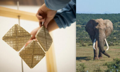 Two-panel collage: a hand places four square grid-patterned tiles on the left, and an African elephant stands in a grassy savannah on the right.
