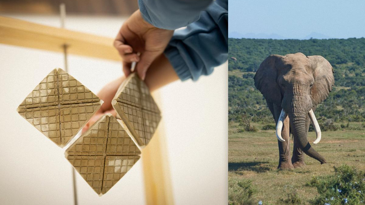 Two-panel collage: a hand places four square grid-patterned tiles on the left, and an African elephant stands in a grassy savannah on the right.